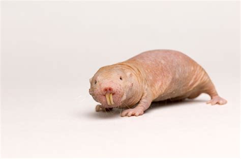 Naked mole